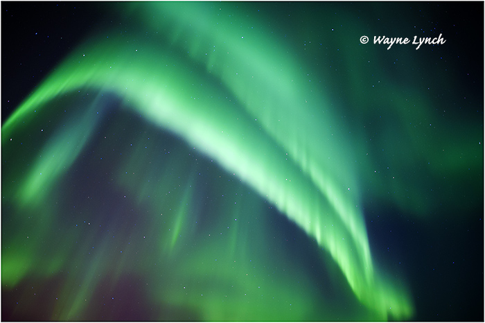 Aurora Borealis 47 by Dr. Wayne Lynch &copy;